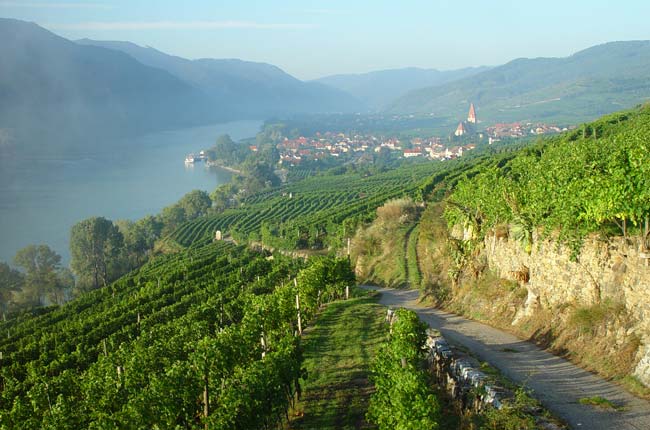 The Bumpy, Sweet History of Grüner Veltliner